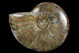 Flashy Red Iridescent Ammonite - Wide #127907-1